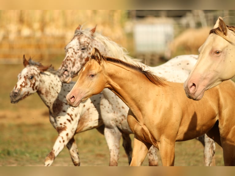 Azteca Hingst Föl (03/2024) 150 cm Champagne in Waldshut-Tiengen