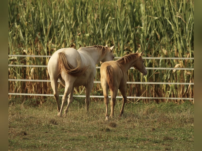 Azteca Hingst Föl (03/2024) 150 cm Champagne in Waldshut-Tiengen