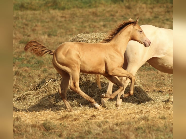 Azteca Hingst Föl (03/2024) 150 cm Champagne in Waldshut-Tiengen