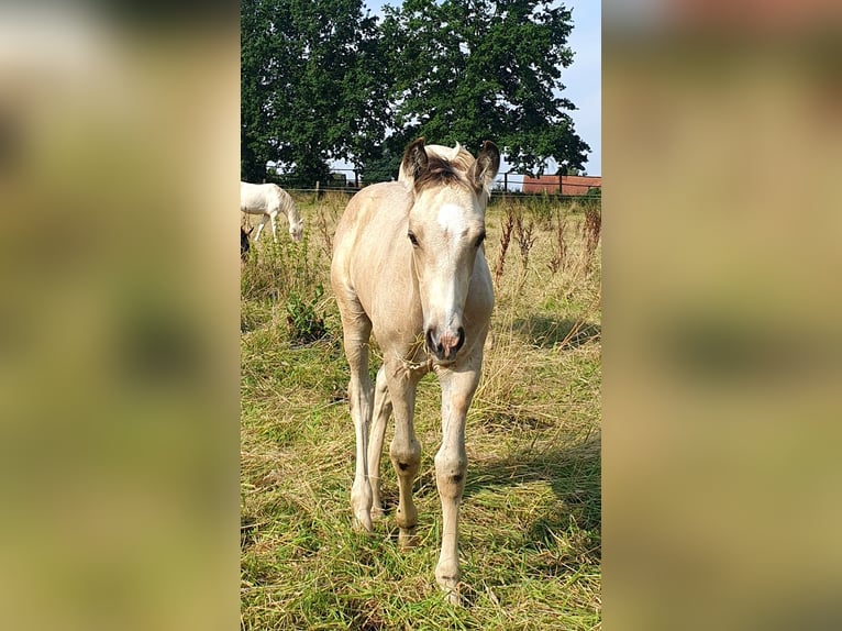 Azteca Hingst Föl (05/2024) 158 cm Gulbrun in Bünde