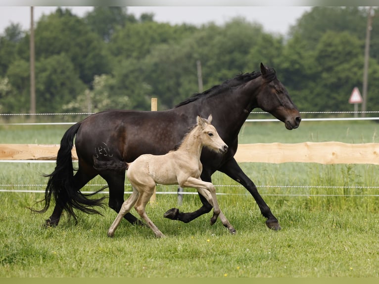 Azteca Hingst Föl (05/2024) 160 cm Gulbrun in Rödinghausen