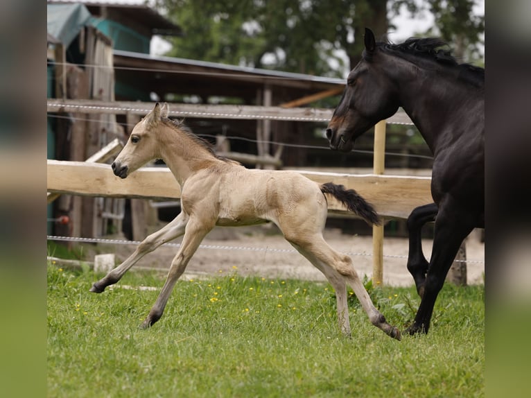 Azteca Hingst Föl (05/2024) 160 cm Gulbrun in Rödinghausen