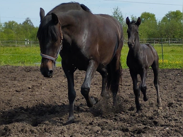 Azteca Blandning Hingst Föl (04/2024) 160 cm Rökfärgad svart in Leipe