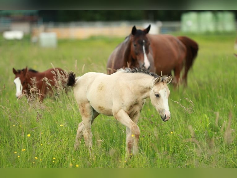 Azteca Mare 1 year 15,1 hh Buckskin in Waldshut-Tiengen