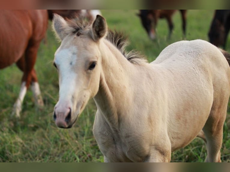 Azteca Mare 1 year 15,1 hh Buckskin in Waldshut-Tiengen