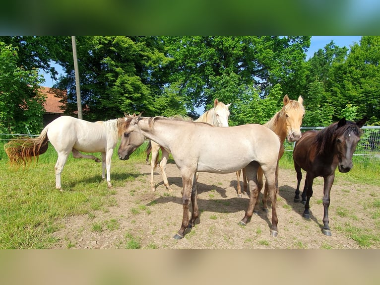 Azteca Mare 1 year 15.2 hh Grullo in Rödinghausen