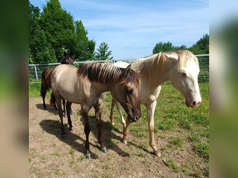 Azteca Mare 1 year 15.2 hh Grullo in Rödinghausen