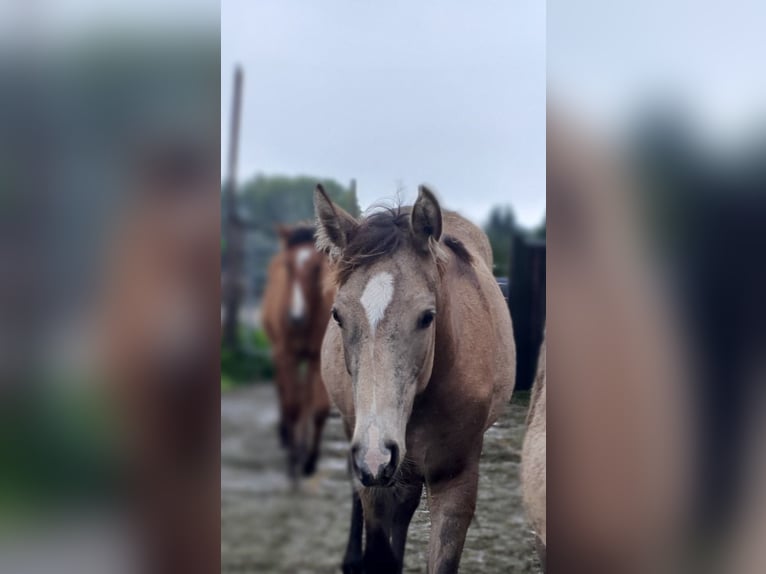 Azteca Mare 1 year 15.3 hh Buckskin in Rödinghausen
