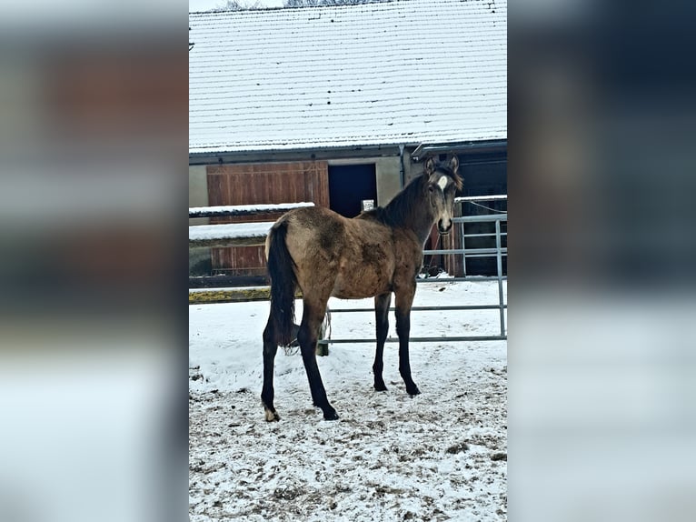 Azteca Mare 1 year 15.3 hh Buckskin in Rödinghausen