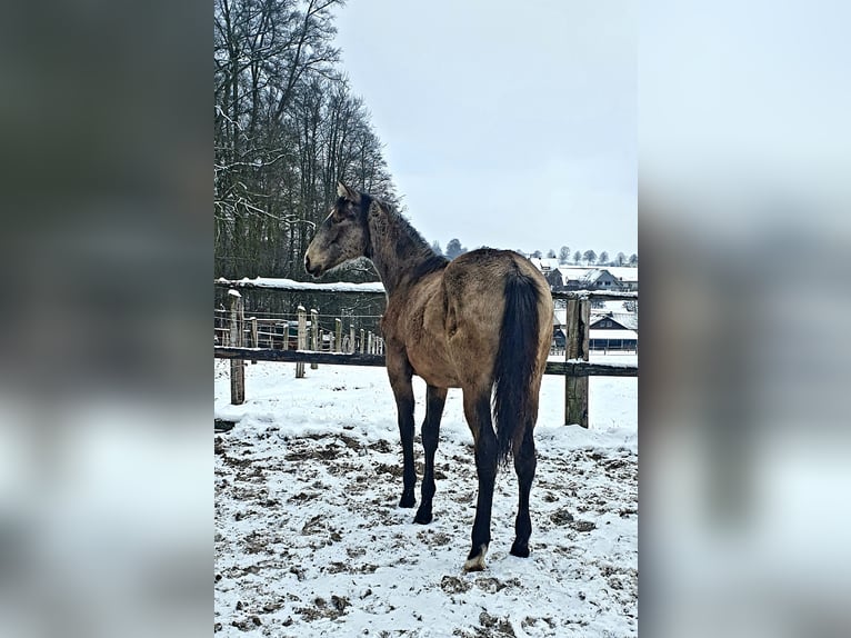 Azteca Mare 1 year 15.3 hh Buckskin in Rödinghausen