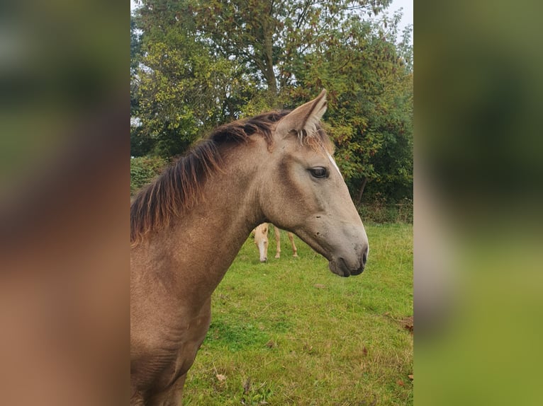 Azteca Mare 1 year 15.3 hh Buckskin in Rödinghausen