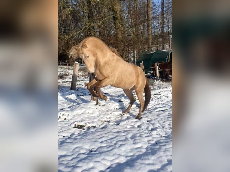 Azteca Mare 1 year 15.3 hh Buckskin in Rödinghausen
