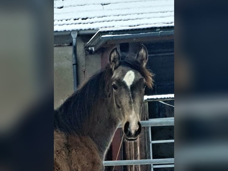Azteca Mare 1 year 15.3 hh Buckskin in Rödinghausen