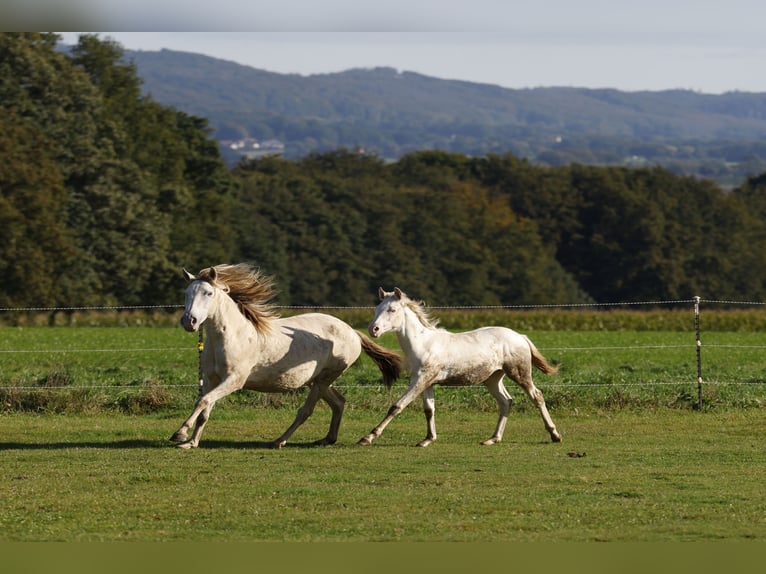 Azteca Mare 1 year 15 hh Perlino in Rödinghausen