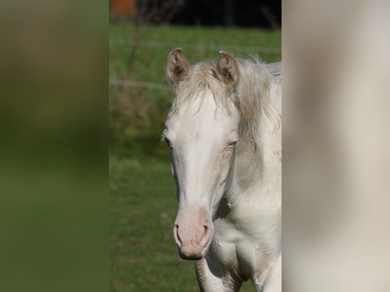 Azteca Mare 1 year 15 hh Perlino in Rödinghausen