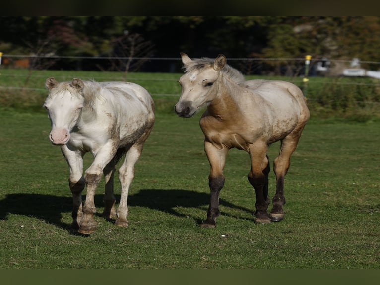 Azteca Mare 1 year 15 hh Perlino in Rödinghausen