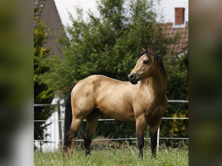 Azteca Mare 1 year 15,2 hh Palomino in R&#xF6;dinghausen