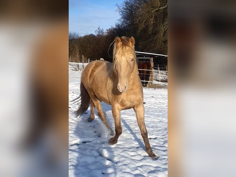 Azteca Mare 1 year 15,3 hh Buckskin in Rödinghausen