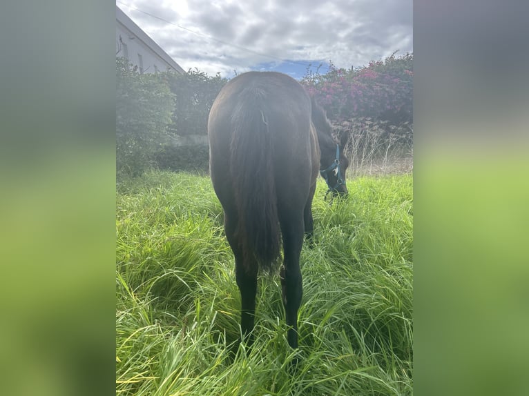 Azteca Mare 1 year Gray in Conil De La Frontera