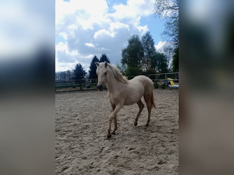Azteca Mare 2 years 15.2 hh Palomino in Rödinghausen
