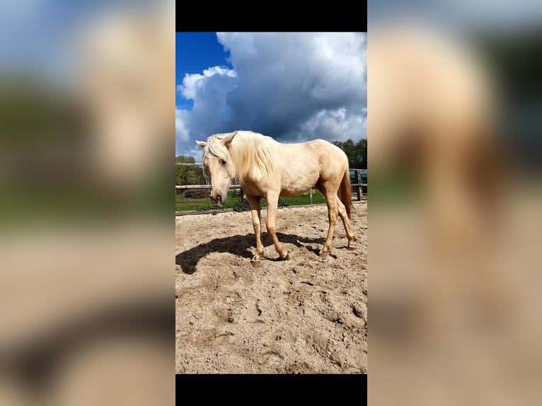 Azteca Mare 2 years 15.2 hh Palomino in Rödinghausen