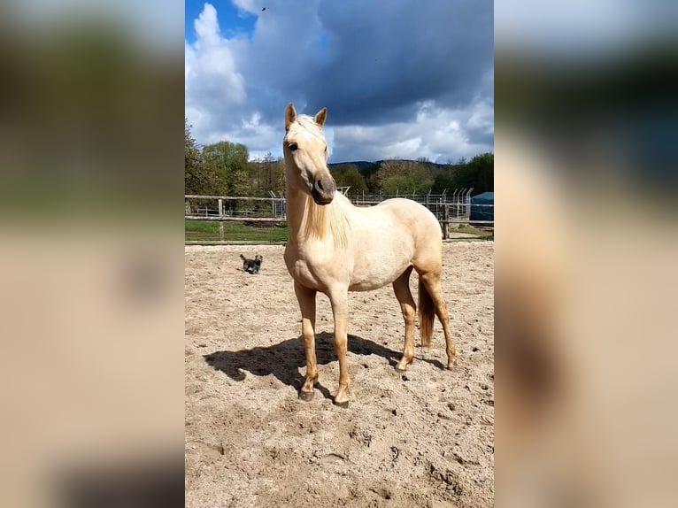 Azteca Mare 2 years 15.2 hh Palomino in Rödinghausen