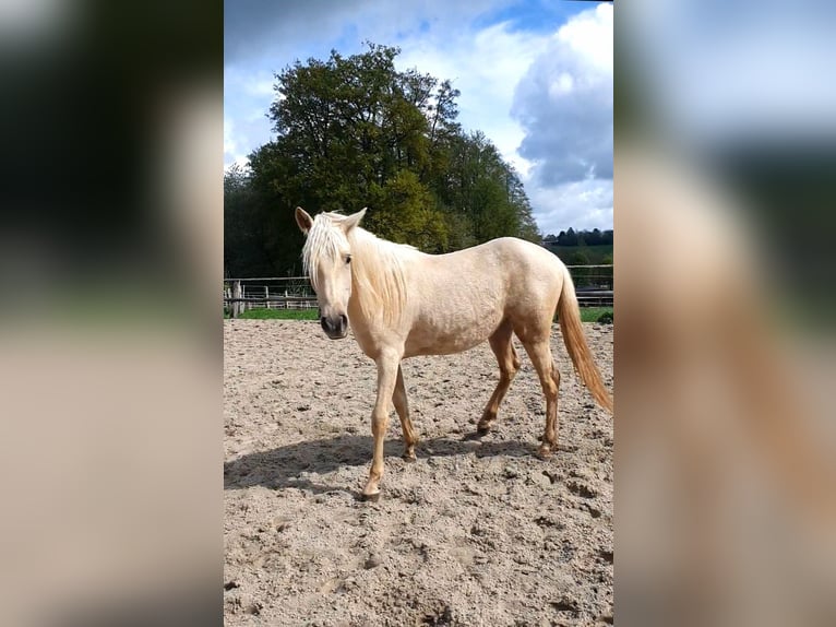 Azteca Mare 2 years 15.2 hh Palomino in Rödinghausen