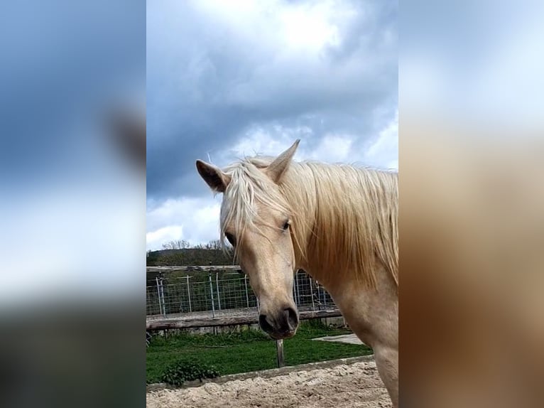 Azteca Mare 2 years 15.2 hh Palomino in Rödinghausen