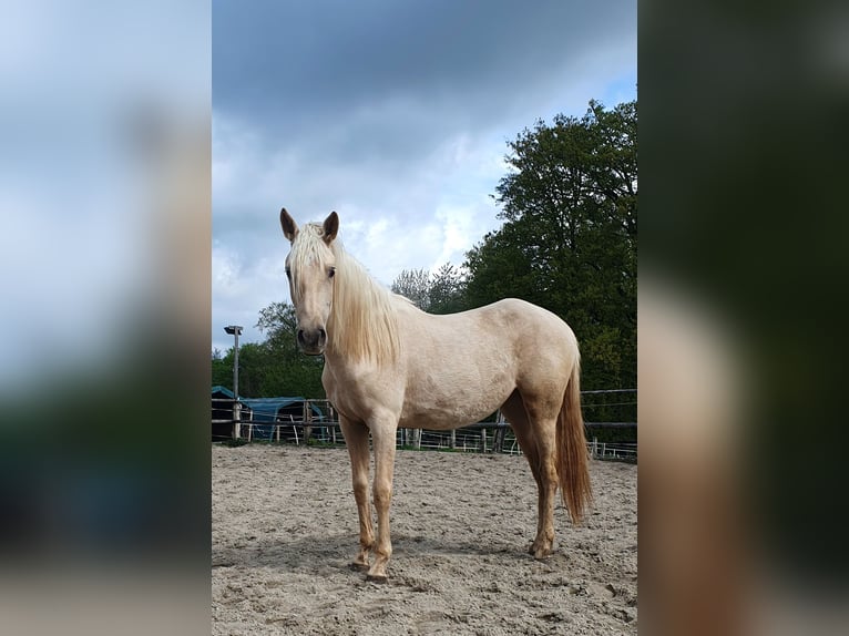 Azteca Mare 2 years 15.2 hh Palomino in Rödinghausen
