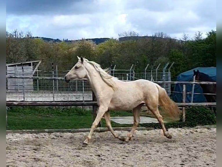 Azteca Mare 2 years 15.2 hh Palomino in Rödinghausen