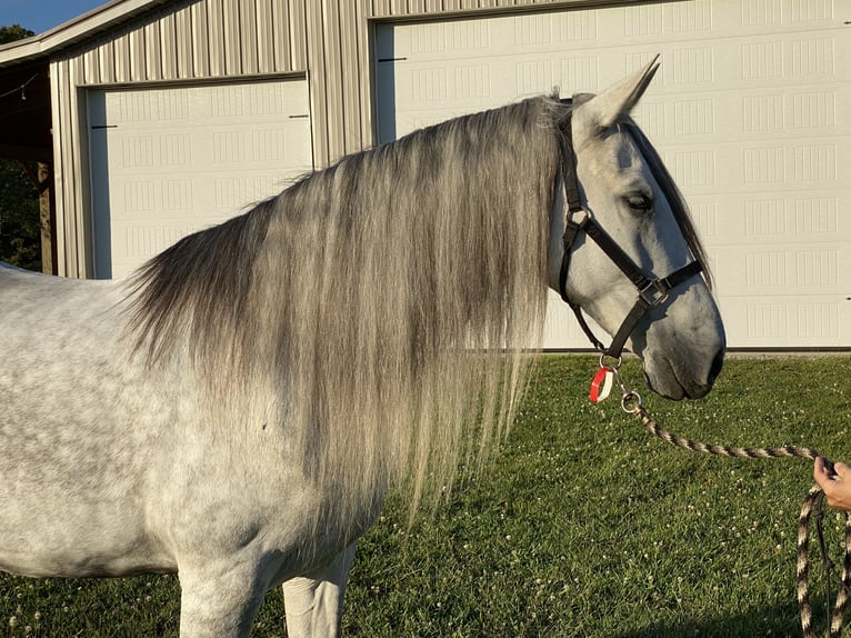 Azteca Mare 2 years 15 hh Grey-Dapple in Crossville