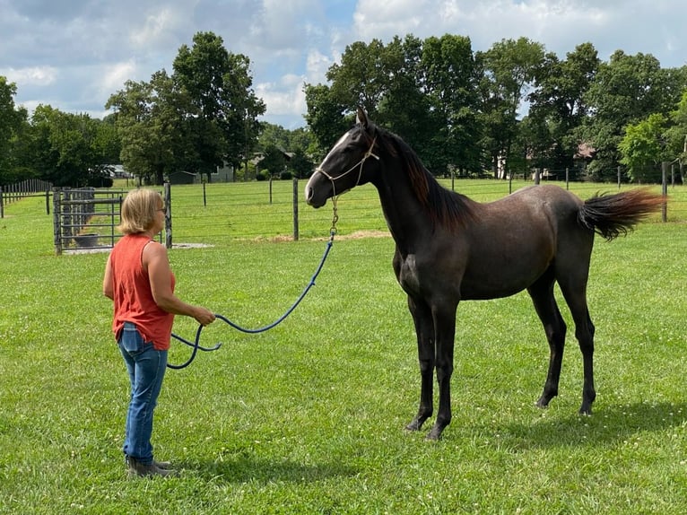 Azteca Mare 2 years 15 hh Grey-Dapple in Crossville