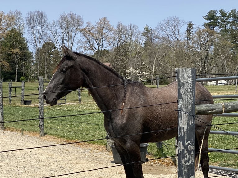 Azteca Mare 2 years 15 hh Grey-Dapple in Crossville