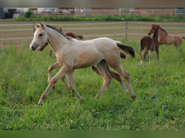 Azteca Mare 2 years 15,1 hh Buckskin in Waldshut-Tiengen