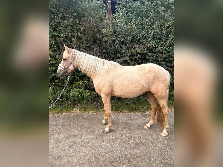 Azteca Mare 3 years 14,1 hh Palomino in Neumarkt-Sankt Veit