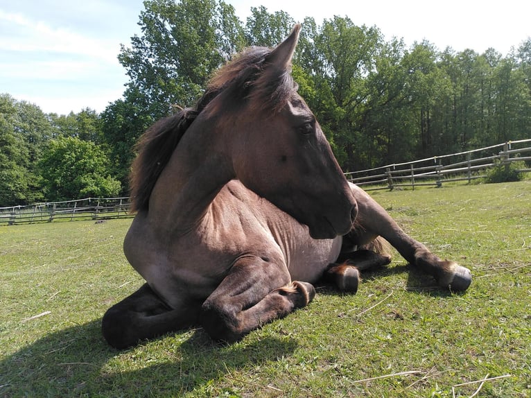 Azteca Mare 3 years 14,2 hh Grullo in Hamburg Steinwerder