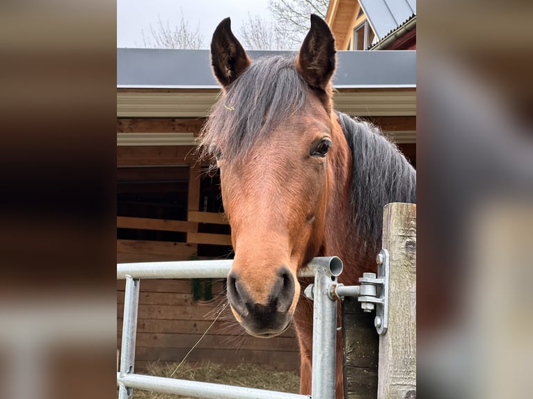 Azteca Mare 4 years 15,1 hh Buckskin in Unterwürschnitz