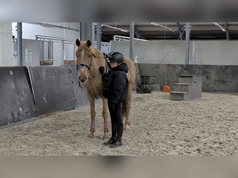Azteca Mix Mare 5 years 14.1 hh Chestnut-Red in Nettetal