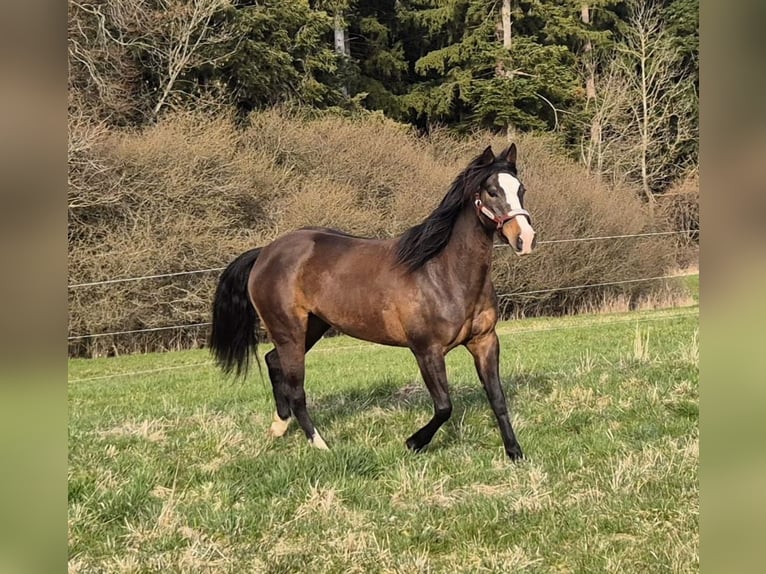 Azteca Mix Mare 5 years 15 hh Bay-Dark in Balingen