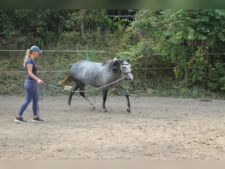 Azteca Mare 6 years 16 hh Gray in Etyek