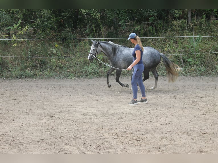 Azteca Mare 6 years 16 hh Gray in Etyek