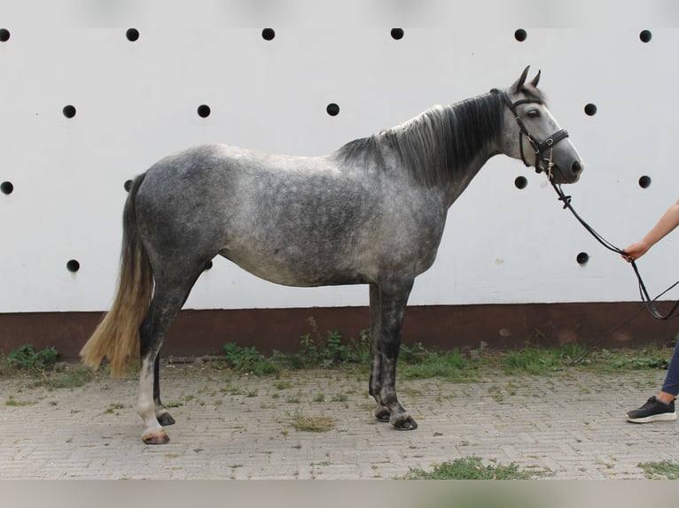 Azteca Mare 6 years 16 hh Gray in Etyek