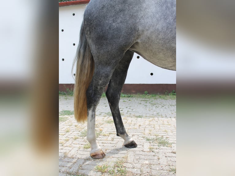 Azteca Mare 6 years 16 hh Gray in Etyek