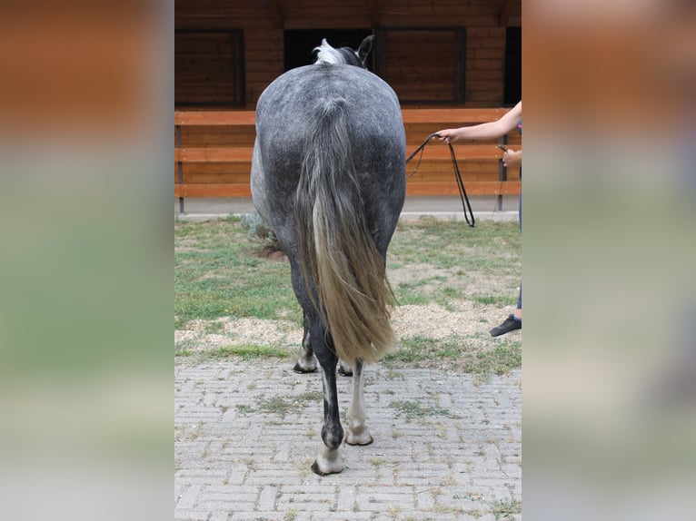 Azteca Mare 6 years 16 hh Gray in Etyek