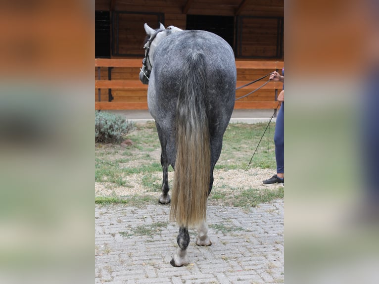 Azteca Mare 6 years 16 hh Gray in Etyek