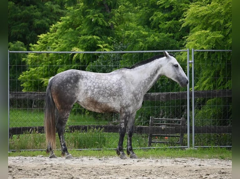 Azteca Mare 9 years 15,1 hh in Stopfenreuth