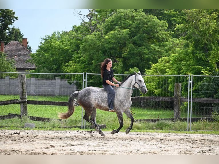 Azteca Mare 9 years 15,1 hh in Stopfenreuth