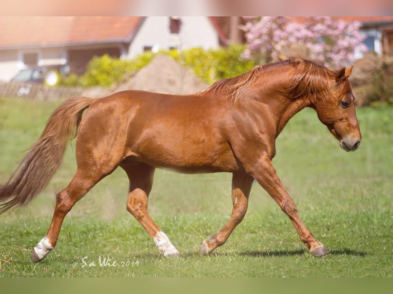 Azteca Mare Foal (04/2024) 15,1 hh Palomino in Walsrode