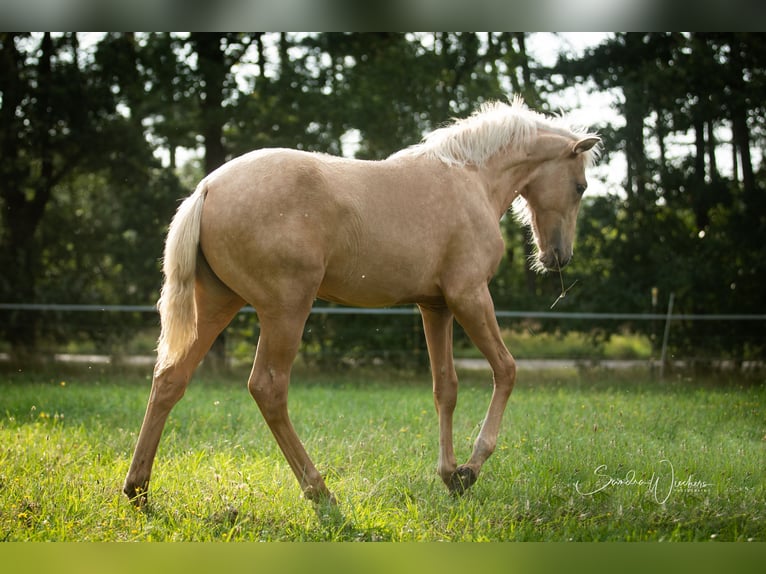 Azteca Mare Foal (04/2024) 15,1 hh Palomino in Walsrode