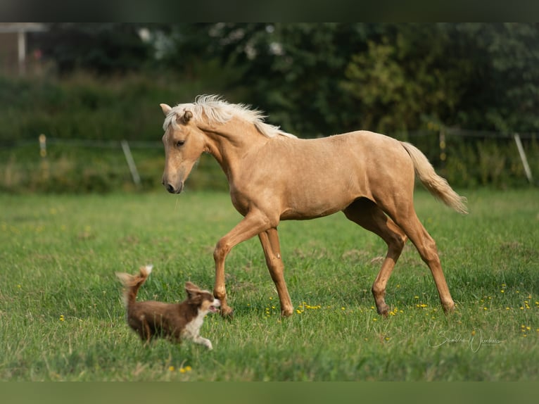 Azteca Mare Foal (04/2024) 15,1 hh Palomino in Walsrode